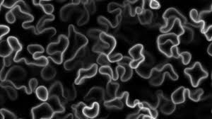 Attēlu rezultāti vaicājumam “Physarum daamsii”