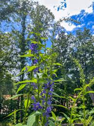 Image result for Campanula americana