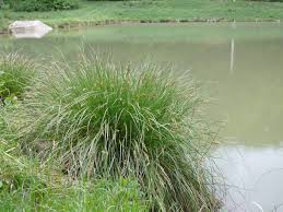 Attēlu rezultāti vaicājumam “Carex paniculata”