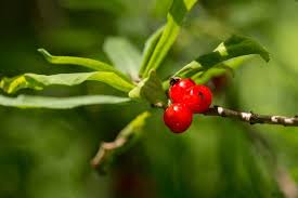 Attēlu rezultāti vaicājumam “Daphne mezereum leaf”