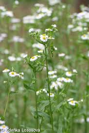 Attēlu rezultāti vaicājumam “Erigeron annuus”