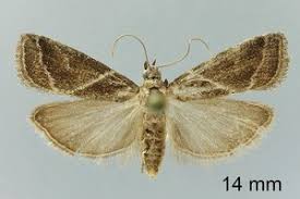 Attēlu rezultāti vaicājumam “Nyctegretis lineana”