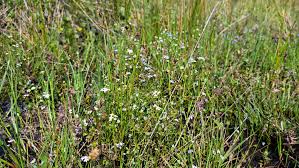 Attēlu rezultāti vaicājumam “Galium palustre fruit”