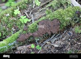 Attēlu rezultāti vaicājumam “Symphytocarpus sp.”