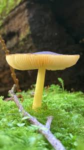 Attēlu rezultāti vaicājumam “Didymodon tophaceus”