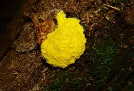 Attēlu rezultāti vaicājumam “Fuligo luteonitens”