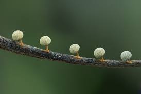Attēlu rezultāti vaicājumam “Craterium minutum spores”
