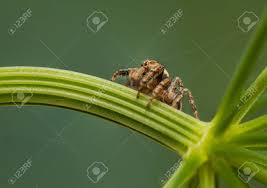 Attēlu rezultāti vaicājumam “Evarcha falcata male”