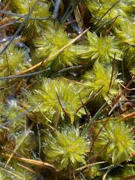 Attēlu rezultāti vaicājumam “Sphagnum contortum”
