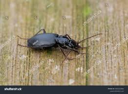 Attēlu rezultāti vaicājumam “Limodromus assimilis”