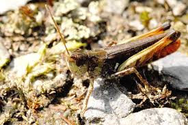 Attēlu rezultāti vaicājumam “Myrmeleotettix maculatus”