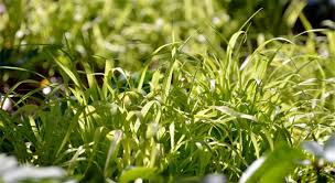 Attēlu rezultāti vaicājumam “Milium effusum”