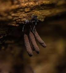Attēlu rezultāti vaicājumam “Stemonitopsis typhina var. similis macro”