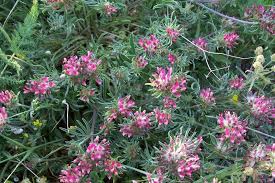 Image result for Anthyllis vulneraria rubra
