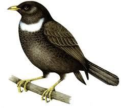 Image result for Turdus torquatus