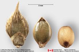 Attēlu rezultāti vaicājumam “Echinochloa crus-galli”