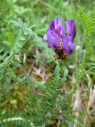 Attēlu rezultāti vaicājumam “Astragalus danicus flower”