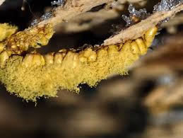 Attēlu rezultāti vaicājumam “Leocarpus sp.”