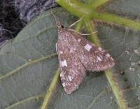 Attēlu rezultāti vaicājumam “Udea olivalis”