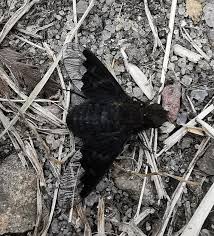 Attēlu rezultāti vaicājumam “Hemipenthes morio”