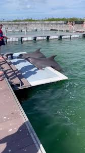 Image result for Gosport Dolphins Swimming Club