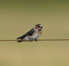 Image result for Petrochelidon pyrrhonota