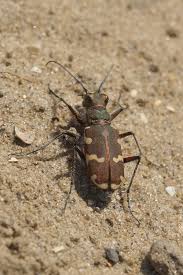Attēlu rezultāti vaicājumam “Cicindela hybrida”