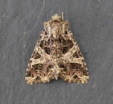 Attēlu rezultāti vaicājumam “Hadena rivularis”