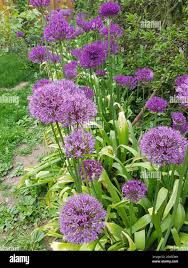 Image result for Zierlauch