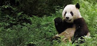 Image result for pandas