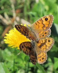 Attēlu rezultāti vaicājumam “Lasiommata megera underside”