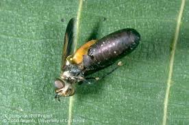 Attēlu rezultāti vaicājumam “Trichia ambigua macro”