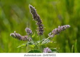 Attēlu rezultāti vaicājumam “Mentha longifolia flower”