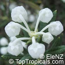Attēlu rezultāti vaicājumam “Andromeda polifolia flower”