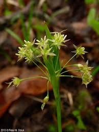 Attēlu rezultāti vaicājumam “Luzula pilosa flower”