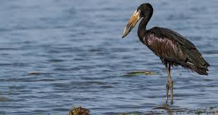 Attēlu rezultāti vaicājumam “Ciconiiformes”