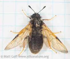 Attēlu rezultāti vaicājumam “Trichiosoma”