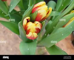 Attēlu rezultāti vaicājumam “Tulipa gesneriana”