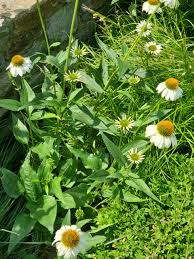 Attēlu rezultāti vaicājumam “Echinacea purpurea leaf”