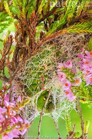 Attēlu rezultāti vaicājumam “Saturnia pavonia cocoon”