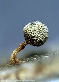 Attēlu rezultāti vaicājumam “Physarum oblatum macro”