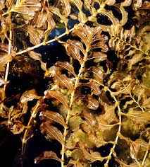 Attēlu rezultāti vaicājumam “Potamogeton perfoliatus flower”