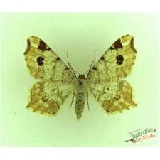 Attēlu rezultāti vaicājumam “Bupalus piniaria female”