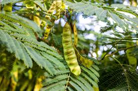 Attēlu rezultāti vaicājumam “Gleditsia triacanthos leaf”
