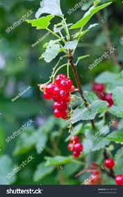 Attēlu rezultāti vaicājumam “Ribes spicatum”