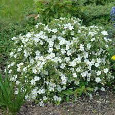 Attēlu rezultāti vaicājumam “Potentilla”