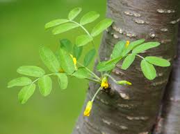 Attēlu rezultāti vaicājumam “Caragana arborescens leaf”