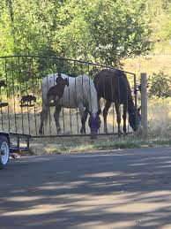 Image result for Greenways Riding Stable Lower Eashing