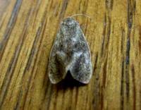 Attēlu rezultāti vaicājumam “Capua vulgana”