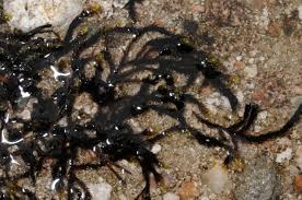 Attēlu rezultāti vaicājumam “Drepanocladus lycopodioides”